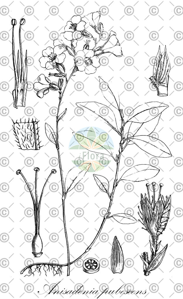 HistAbb_wfo-0000537193_1_ENZY_Simple | Historische Abbildung von Anisadenia pubescens - Linaceae | Historical Illustration of Anisadenia pubescens - Linaceae