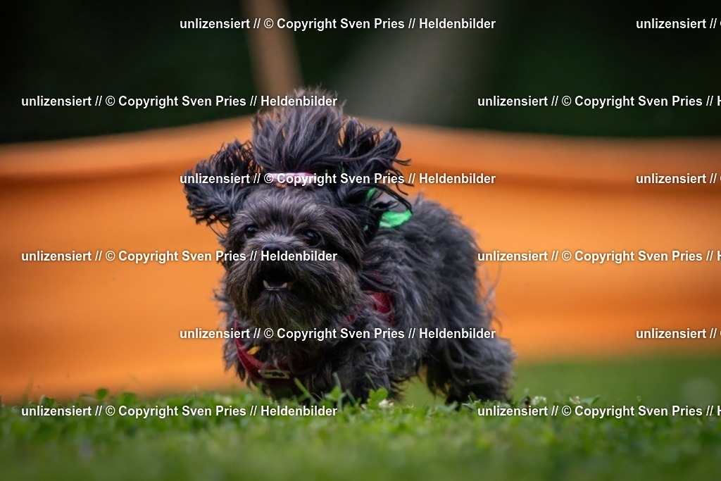 Sven Pries | 19. Allgemeines Hunderennen Karlsruhe Durlach - Realisiert mit Pictrs.com