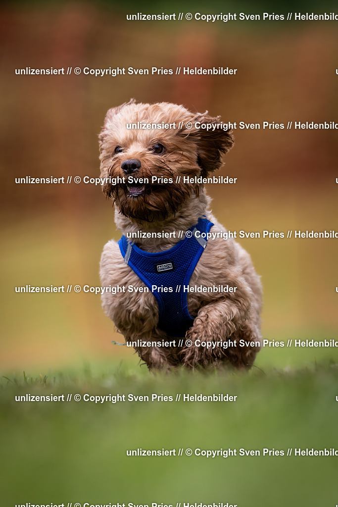 Sven Pries | 2024-04-21 - Hunderennen Baden-Oos
Foto: Sven Pries - Realisiert mit Pictrs.com