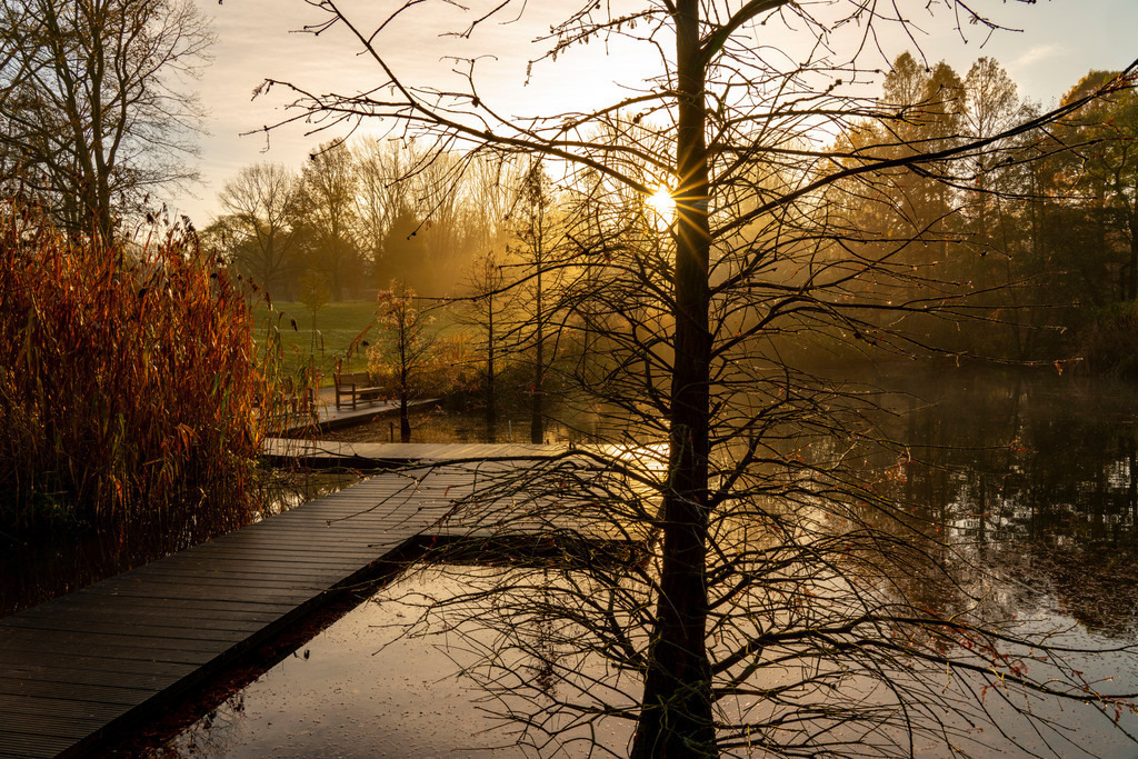 JT-201123 | Der Grugapark, Essen, Botanischer Garten, Parkanlage für Freizeit und Naherholung, am Waldsee, Holzstege, Herbst, Essen, NRW, Deutschland,  - Realisiert mit Pictrs.com