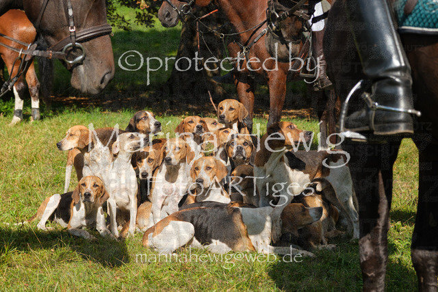 Jagd Perdoel_MarinaHewigDSCF4018 | Fotografie, FotoArt, PferdesportArt, Pferdesportfotografie, Landschaftsfotografie, Reisefotografie, Reise, Pferde - Realisiert mit Pictrs.com