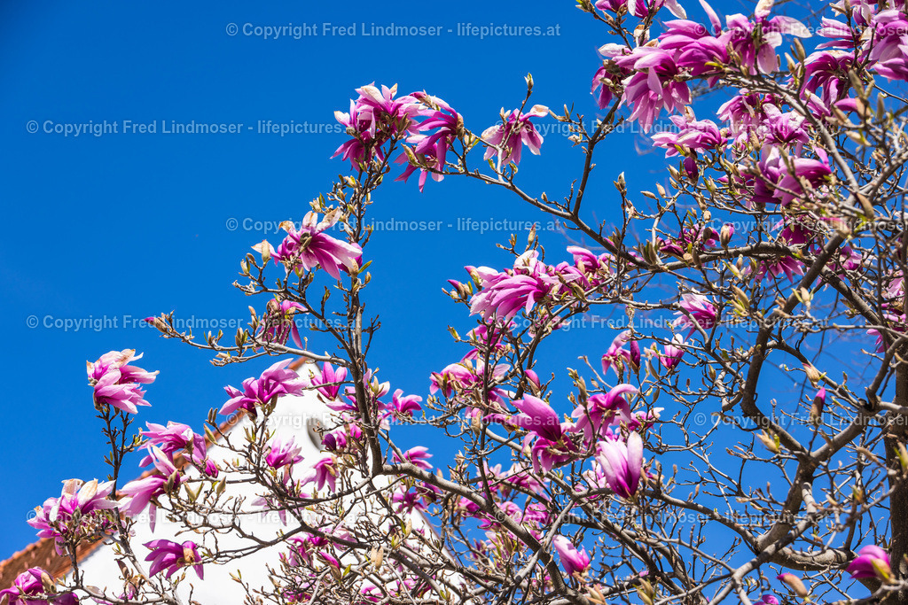 Frohnleiten Ostern Osterdeko 2022-5880 | Fotos und Fotoprodukte - Realisiert mit Pictrs.com