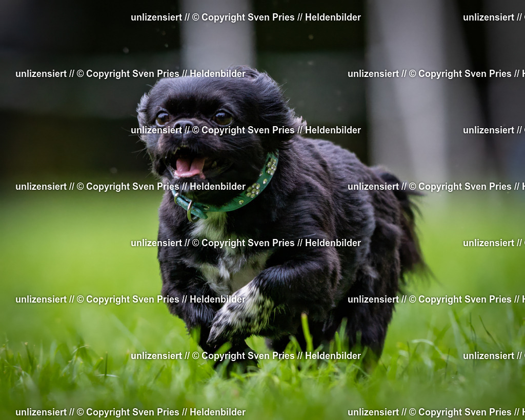 Sven Pries | 2024-10-19 - Hunderennen Ober-Grombach - Realisiert mit Pictrs.com