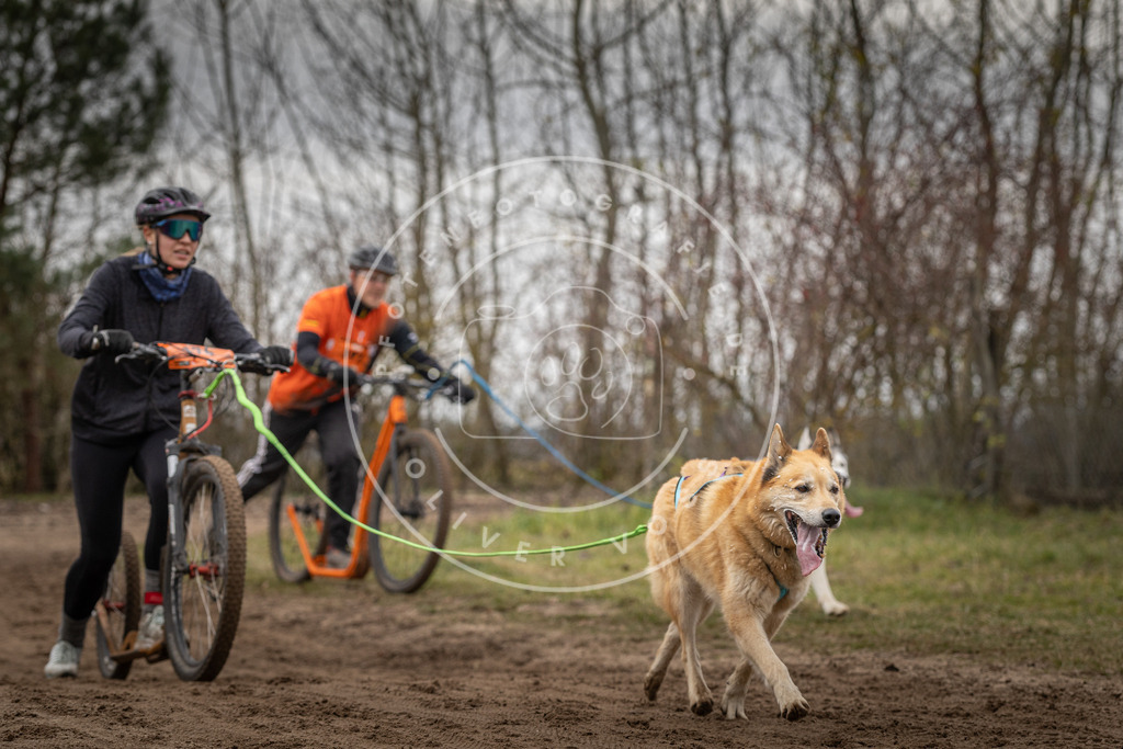 Pfotenfotografie_DV3A0195 | Hundefotografie, Tierfotograf, Pfotenfotografie, Fotoshooting Hund, Hunde Portrait, Hundesport, Hundeportraits, Heideshooting, Hunde, Sportfotograf, Hundefotograf, Turnierhundsport, THS,  - Realisiert mit Pictrs.com