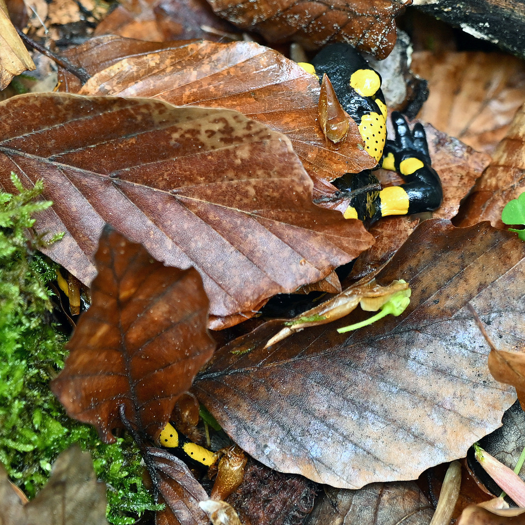 Salamander01q | lucisnaturbilder - Realisiert mit Pictrs.com