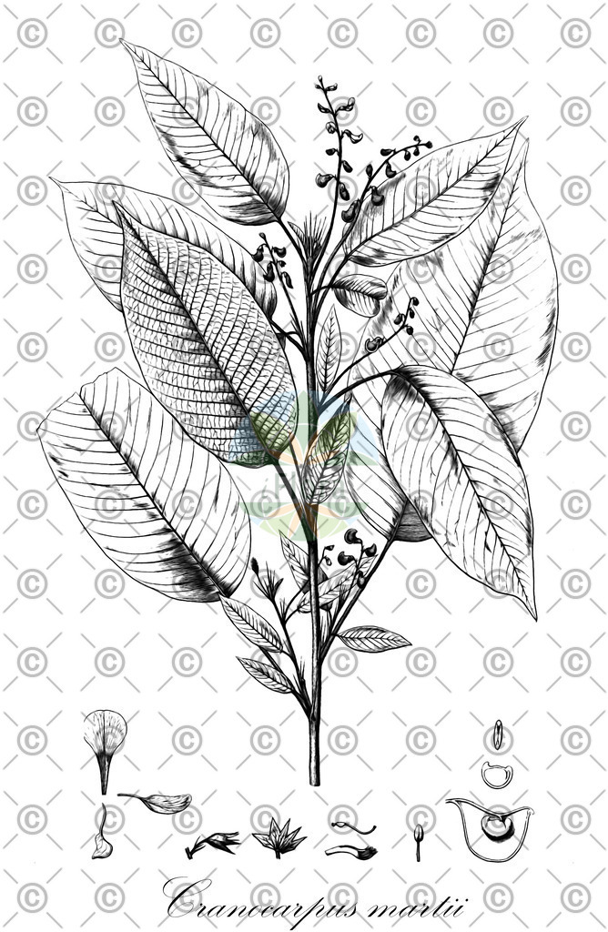 HistAbb_wfo-0000624726_1_ENZY_Simple | Historische Abbildung von Cranocarpus martii - Fabaceae | Historical Illustration of Cranocarpus martii - Fabaceae