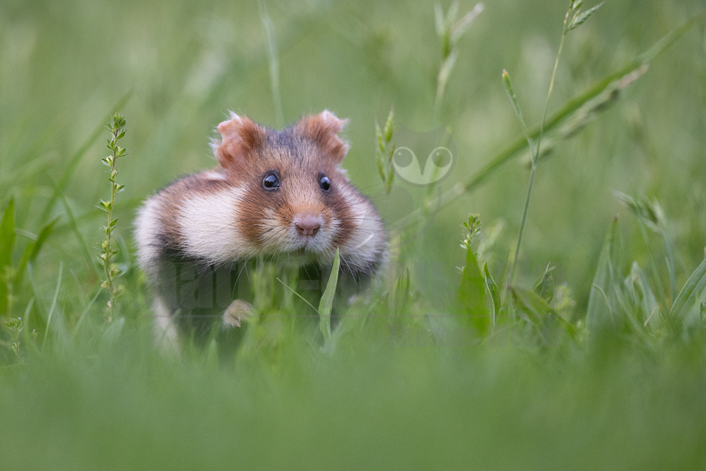 R5NF6087_20240511 | Der Feldhamster (Cricetus cricetus) ist die einzige Art der Gattung Hamster in Europa und etwa so groß wie ein Meerschweinchen. Er legt einen weit verzweigten Bau unter dem Acker an. Der hübsche Nager ernährt sich von Getreide und anderen Feldfrüchten und hält von circa Oktober bis April einen festen Winterschlaf. - Realisiert mit Pictrs.com