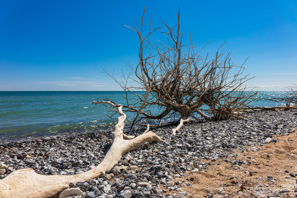 Baumstamm an der Küste der Ostsee auf der Insel Rügen | Baumstamm an der Küste der Ostsee auf der Insel Rügen.