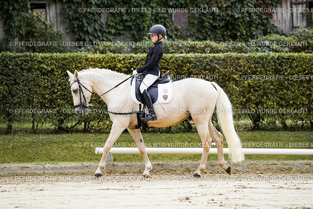 DSC05097 | Pferdegrafie