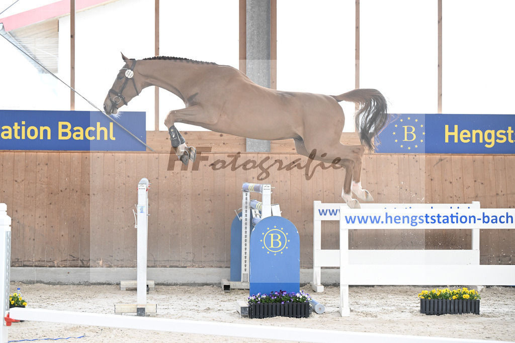 Kat-Nr. 52 Amir VT Z v. Aganix du Seigneur_Neukirch_5250500 | hf-fotografie - Realisiert mit Pictrs.com