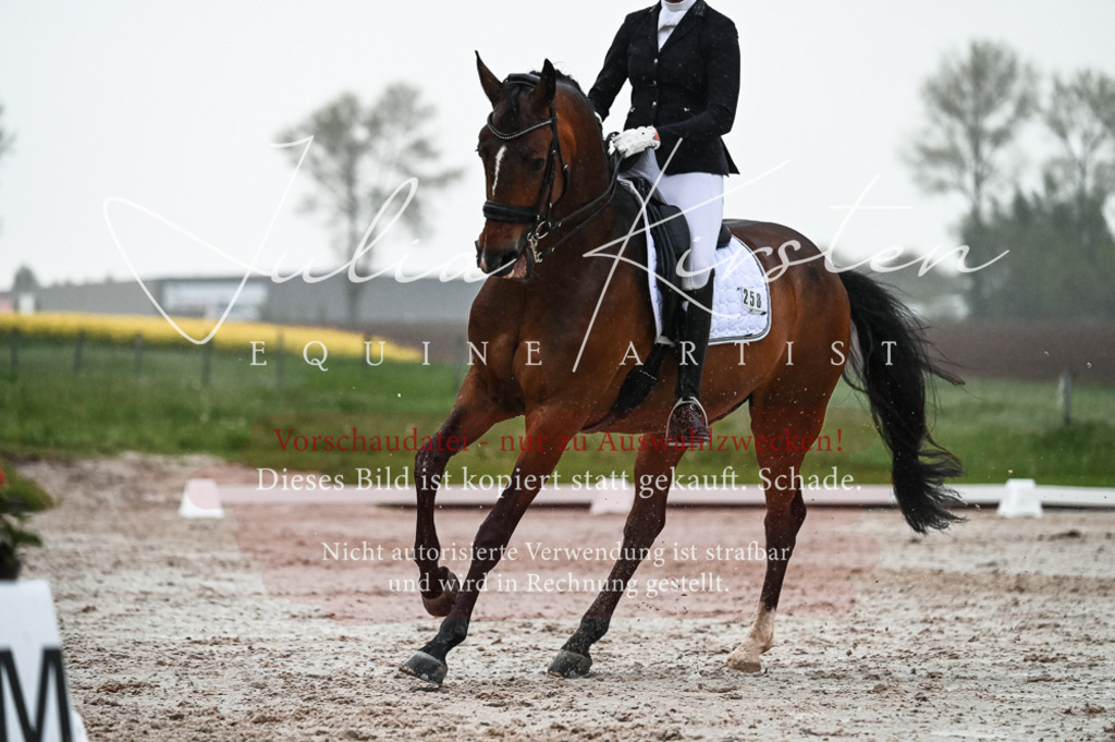 DSC_4592 | Pferde- und Turnierfotografie in Westsachsen. Pferdeportraits, Auftragszeichnungen und intuitive Kunst.