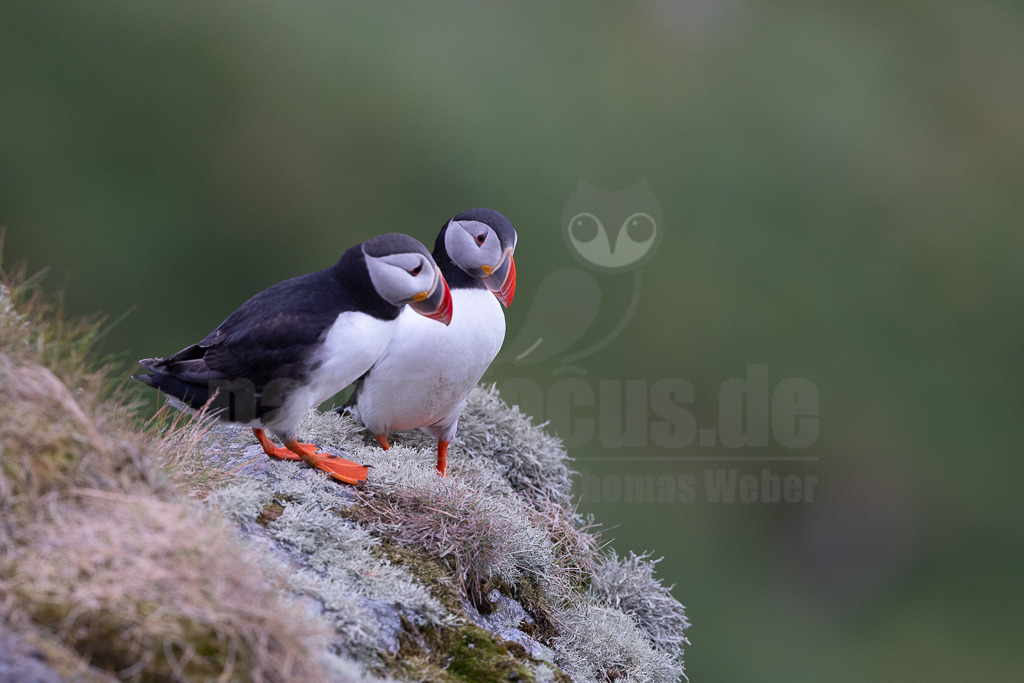 R5NF5909-20230720 | Der Papageitaucher – auch Papageientaucher oder Puffin genannt – ist eine Vogelart aus der Familie der Alkenvögel. Die Art brütet in Erdhöhlen an und auf Klippen oder an deren Fuß im Nordatlantik sowie im westlichen Nordpolarmeer. - Realisiert mit Pictrs.com