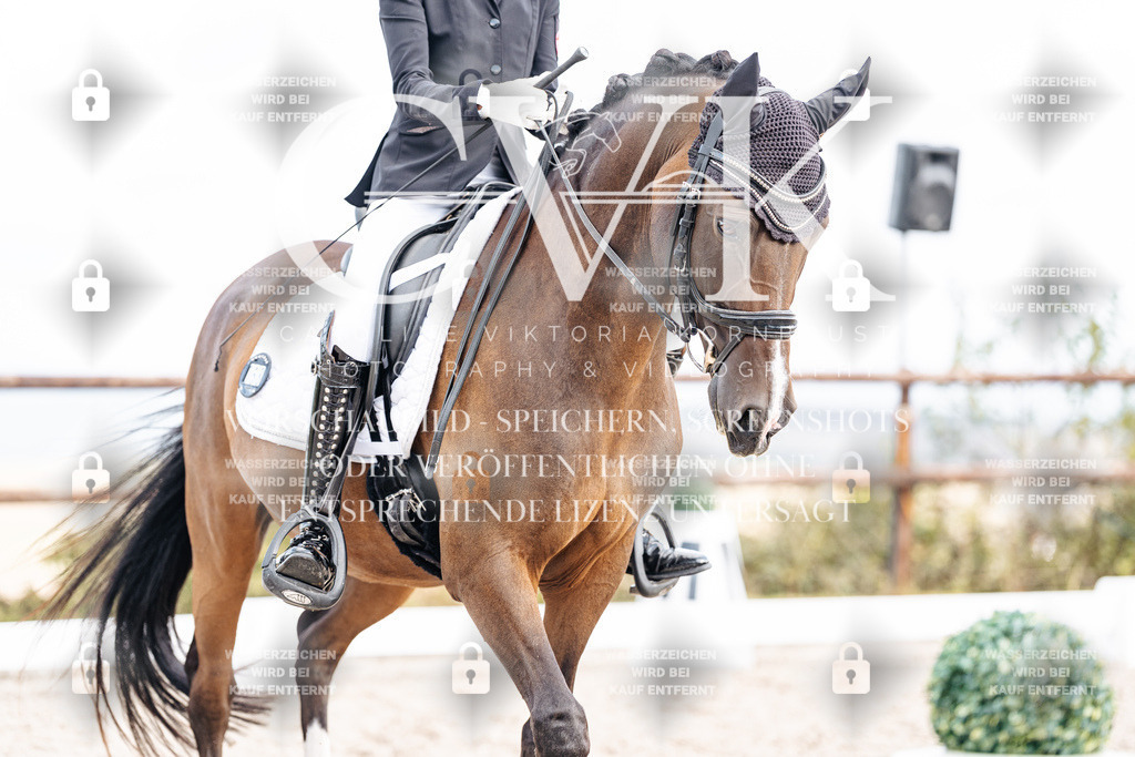 CK901645 | Turnierfotografie Pferdefotografie Trier Rheinland-Pfalz Pferdesport Reitsport Tierfotografie Sportfotografie Pferdevideo Pferdevideografie Equestrianvideography equestrianphotography  - Realisiert mit Pictrs.com