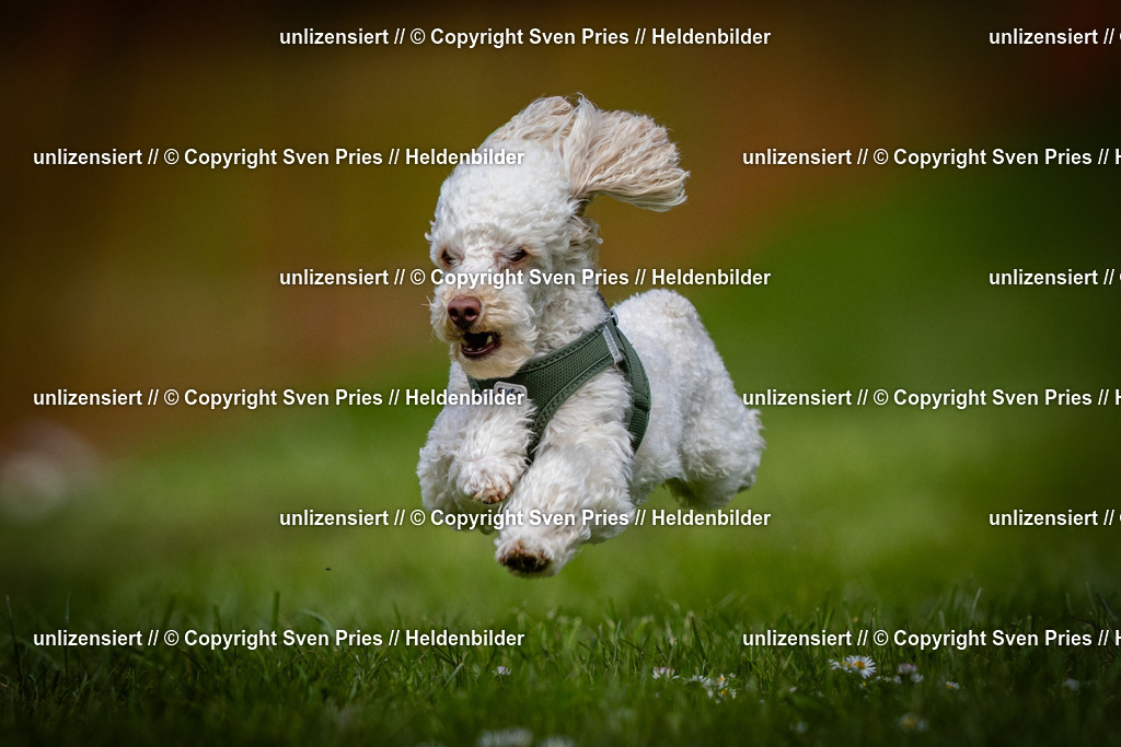 Sven Pries | 2025-04-13 - Hunderennen Baden-Baden - Realisiert mit Pictrs.com