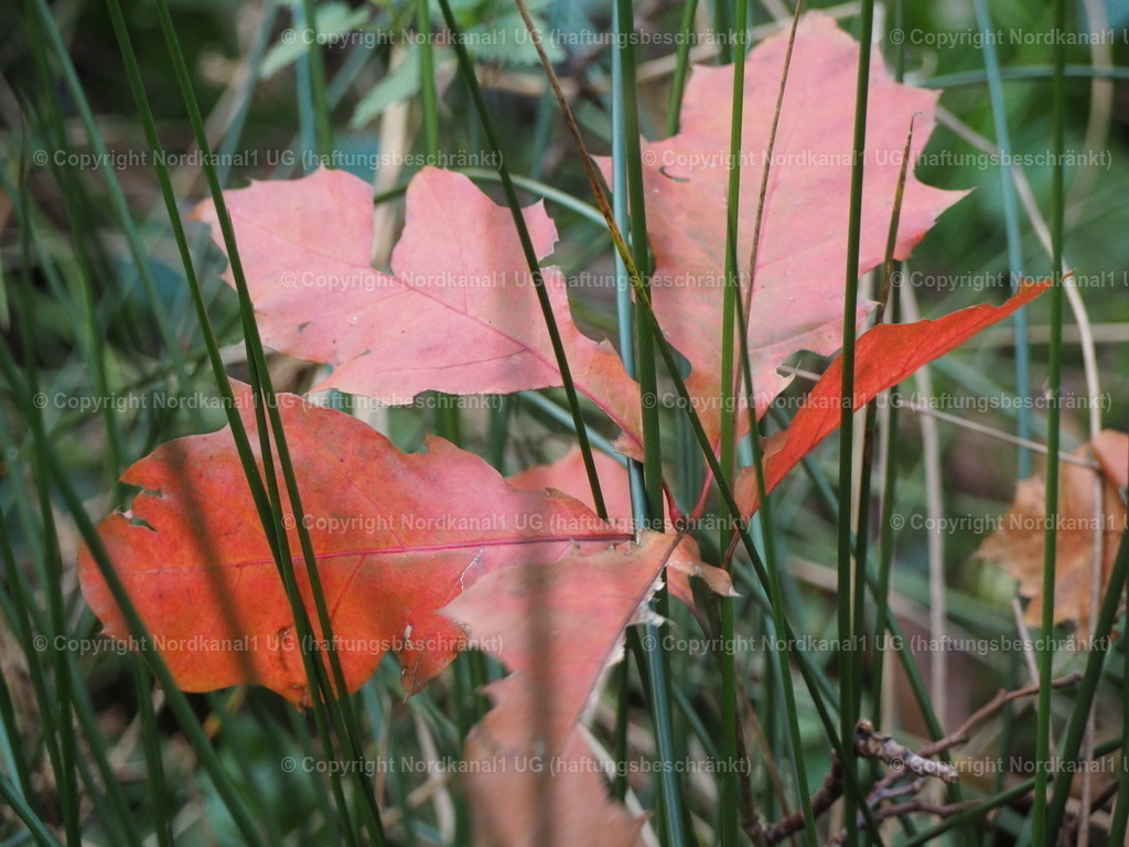 PA290060 | photograph1 - Realisiert mit Pictrs.com