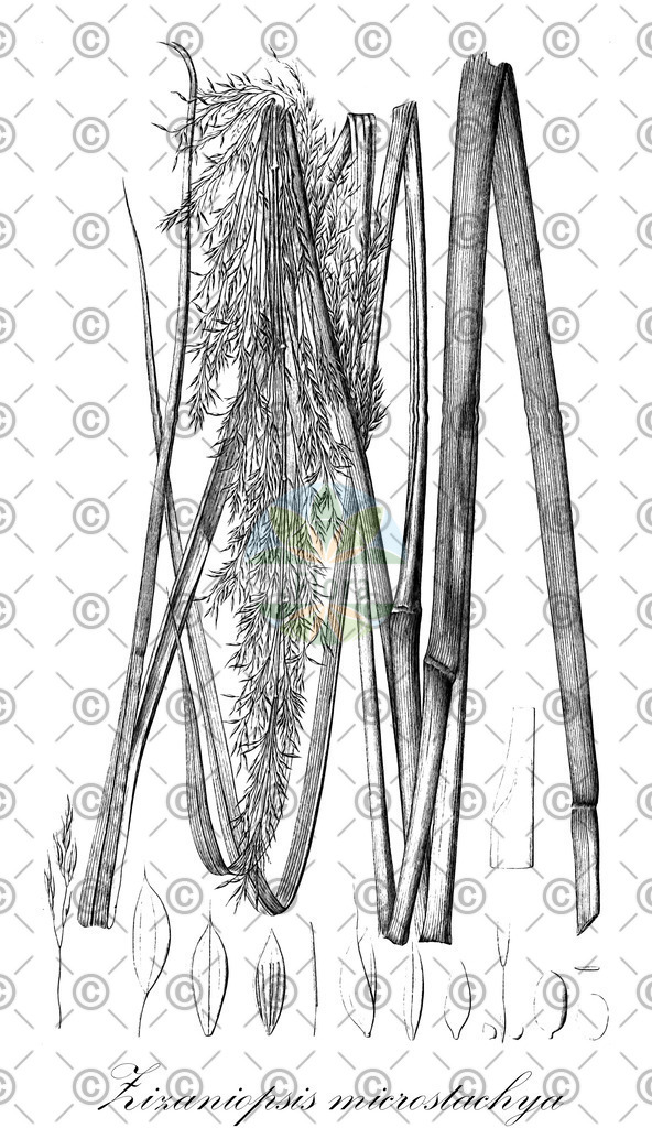 HistAbb_wfo-0000031622_1_ENZY_Simple | Historische Abbildung von Zizaniopsis microstachya - Poaceae | Historical Illustration of Zizaniopsis microstachya - Poaceae