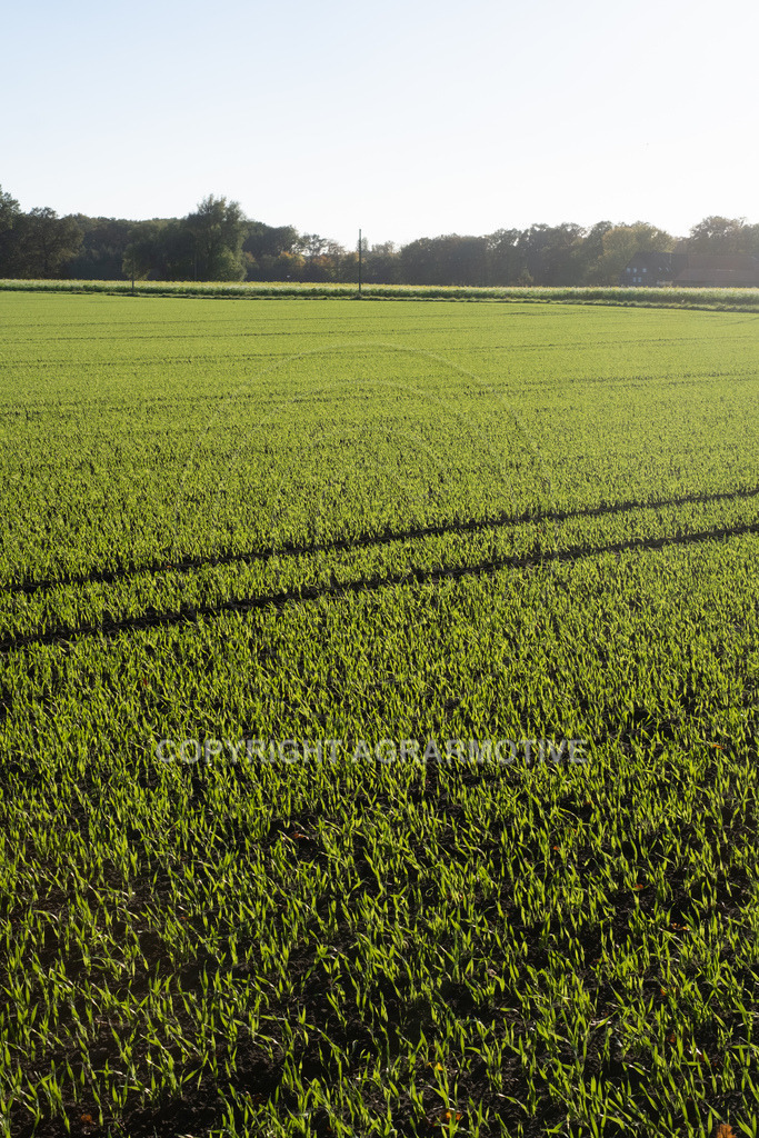 20221018-_DSF9411 | Heranwachsender Winterweizen im Herbst - Realisiert mit Pictrs.com