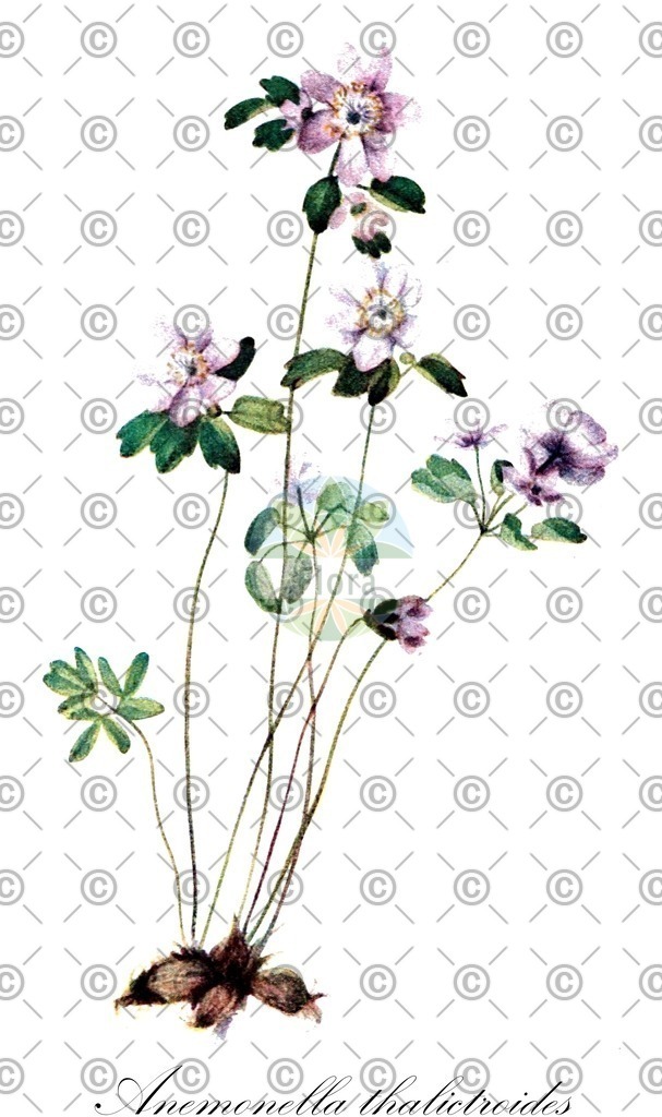 HistAbb_wfo-0000535938_1_ENZY_Simple | Historische Abbildung von Anemonella thalictroides - Ranunculaceae | Historical Illustration of Anemonella thalictroides - Ranunculaceae (rue-anemone)