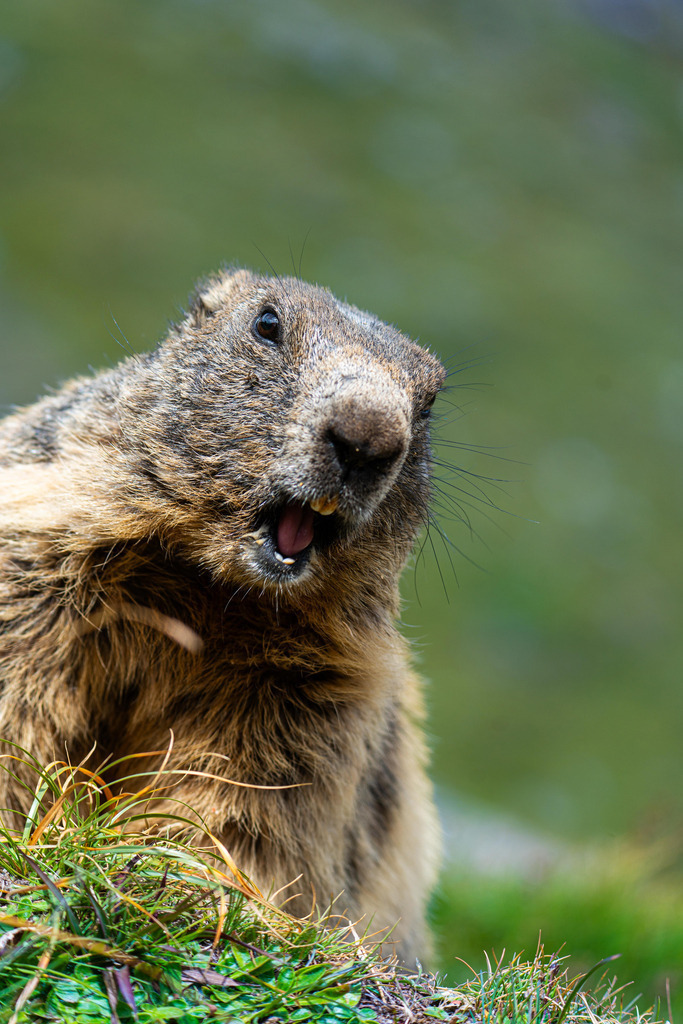 DSC09799 | <meta name="keywords" content="Bergbilder, Hochzeitsfotografie, Actionshootings, Fotografiearbeiten, Berglandschaften, Naturfotografie">

 - Realisiert mit Pictrs.com