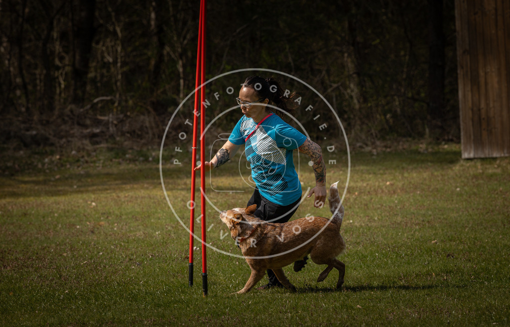 Pfotenfotografie_DV3A4860 | Hundefotografie, Tierfotograf, Pfotenfotografie, Fotoshooting Hund, Hunde Portrait, Hundesport, Hundeportraits, Heideshooting, Hunde, Sportfotograf, Hundefotograf, Turnierhundsport, THS,  - Realisiert mit Pictrs.com