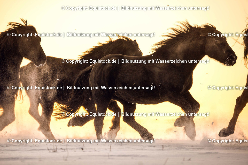 TS_20170106_Pferdeherde_im_Schnee_0006 | Foto: Thomas Hartig