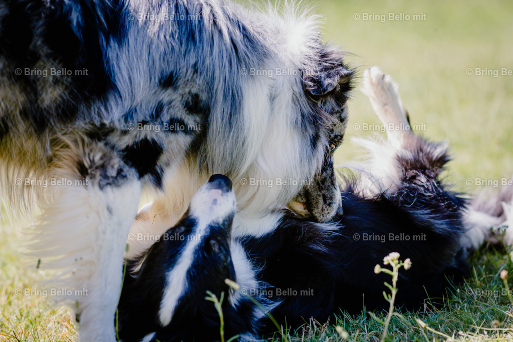 IMG_8387 | Bing Bello mit!  - Realisiert mit Pictrs.com