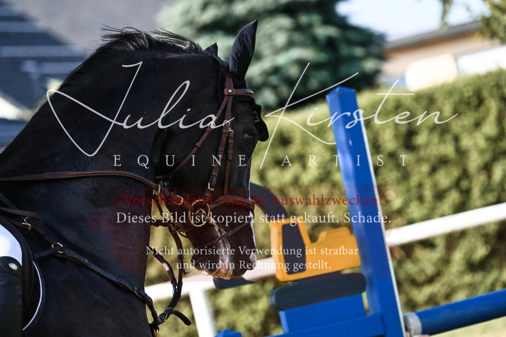 DSC_7516 | Pferde- und Turnierfotografie in Westsachsen. Pferdeportraits, Auftragszeichnungen und intuitive Kunst.