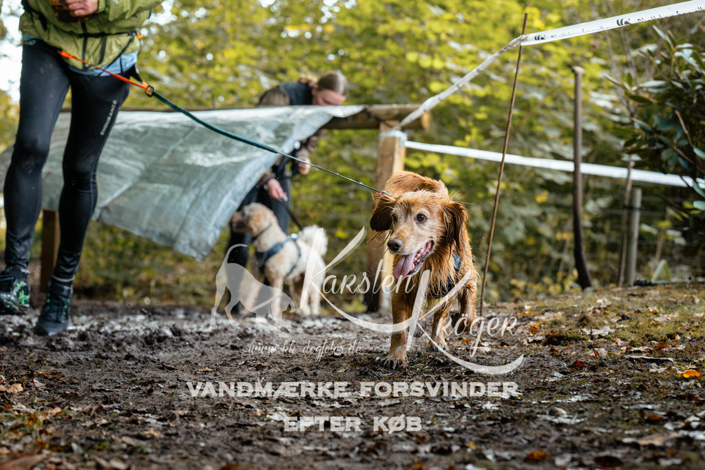 1419DZ6_1596Z6 | kk-dogfotos