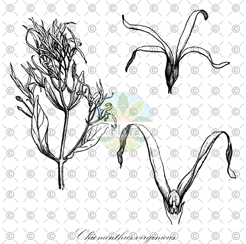HistAbb_wfo-0000830265_2_ENZY_Simple | Historische Abbildung von Chionanthus virginicus - Oleaceae | Historical Illustration of Chionanthus virginicus - Oleaceae