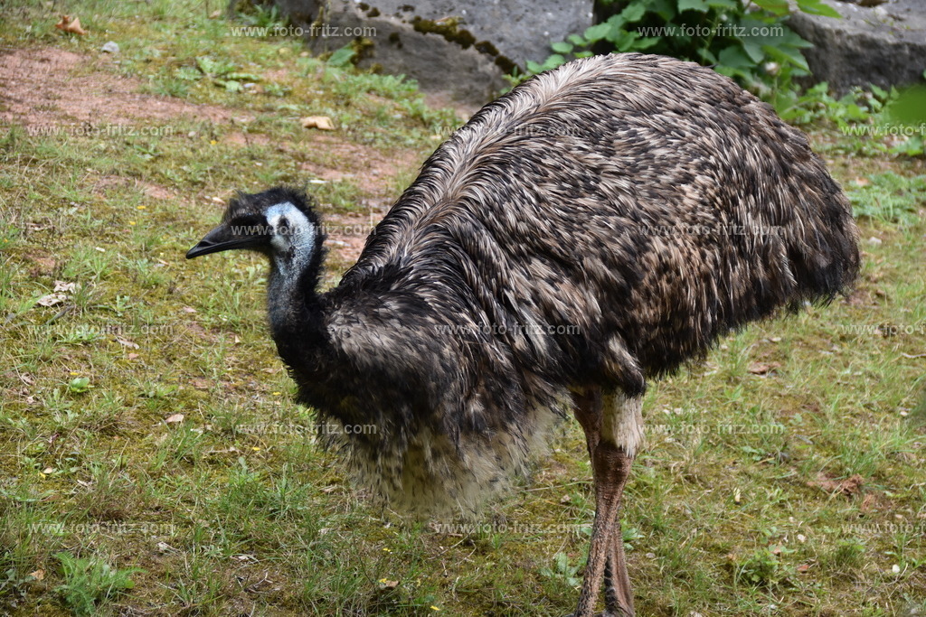 JUN_5966 | www.foto-fritz.com - Realisiert mit Pictrs.com