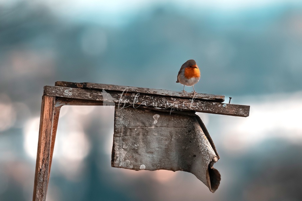 701A5264 | Sportbilder, Sportfotograf, Hochzeits- und Eventfotografin, Flugshows, Portraits und Tiershooting, Aviation, Downhill, Nationalleague, Swissleague, International