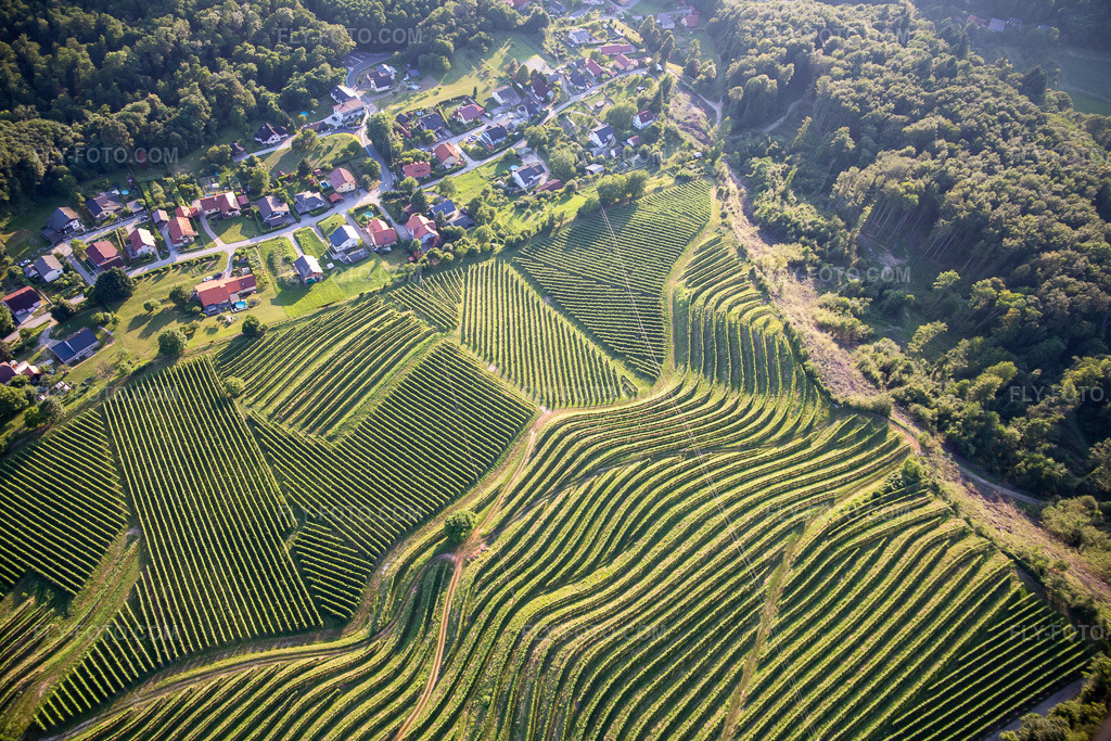 Aerial view: Pattern of vine rows in vineyards on the Vurberg in the district Vurberk in Duplek in the state Slovenia, Slovenia. – Photo: IMG_137366.jpg taken on 07/08/2023 by Werner Riehm/FLY-FOTO.com – Resolution of the original: 5472 x 3648 px