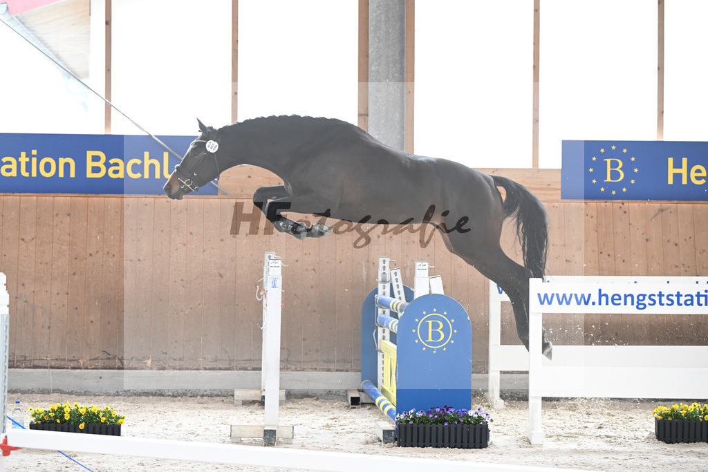 Kat-Nr. 6 Aristomacho v. Kros_Schneider_5250217 | hf-fotografie - Realisiert mit Pictrs.com