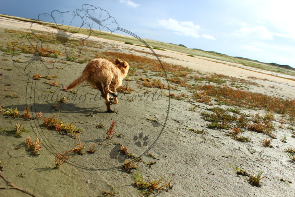 IMG_8266.1 | only.this.little.world - Realisiert mit Pictrs.com