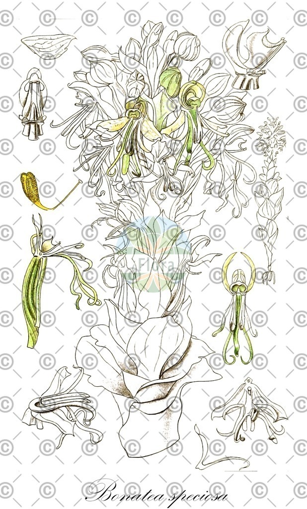 HistAbb_wfo-0000349984_2_ENZY_Simple | Historische Abbildung von Bonatea speciosa - Orchidaceae | Historical Illustration of Bonatea speciosa - Orchidaceae