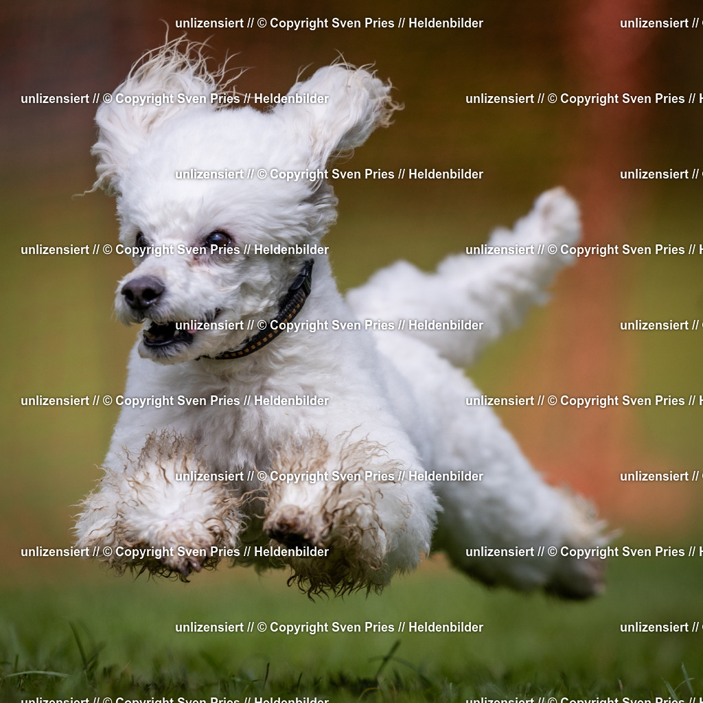 Sven Pries | 2024-04-21 - Hunderennen Baden-Oos
Foto: Sven Pries - Realisiert mit Pictrs.com