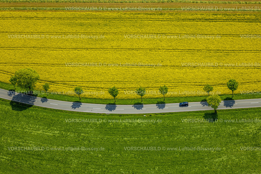 Sundern230505005 | Luftbild, Rapsfelder mit Baumallee an der Landesstraße L686, Allendorf, Sundern, Sauerland, Nordrhein-Westfalen, Deutschland