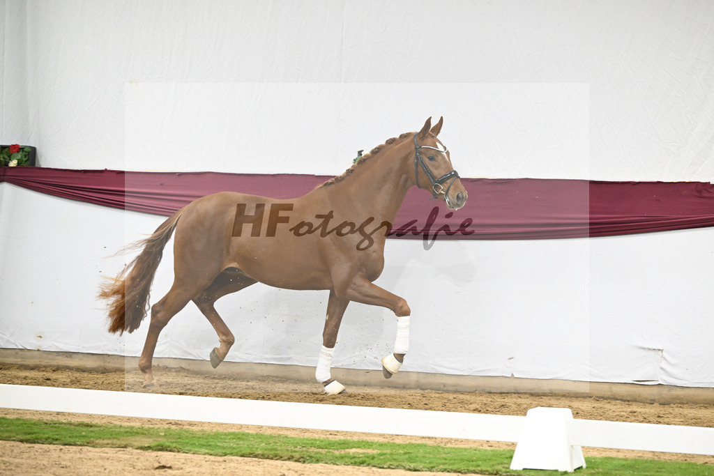 Kat-Nr. 132 Donier x Sir Alfred_Christian Kraus_47254455 | hf-fotografie - Realisiert mit Pictrs.com