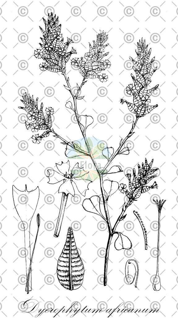 HistAbb_wfo-0000658361_1_ENZY_Simple | Historische Abbildung von Dyerophytum africanum - Plumbaginaceae | Historical Illustration of Dyerophytum africanum - Plumbaginaceae