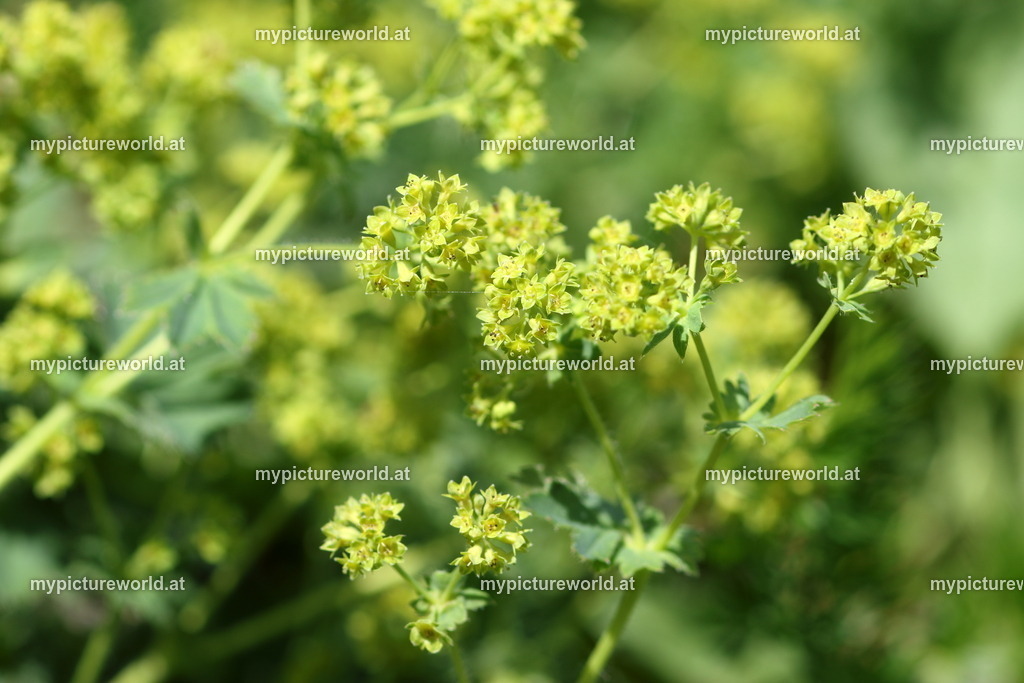 Bergwiesen-Frauenmantel-003 | Das Bilderarchiv über Tiere, Planzen und Landschaften. In der Bilddatenbank finden Sie ein große Auswahl an hochwertigen Bilder für Ihre Werbung - Realisiert mit Pictrs.com