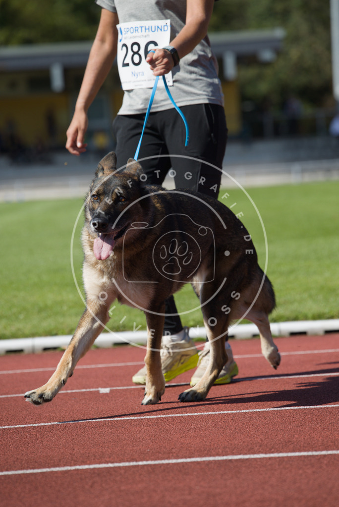 0L8A2559 | Hundefotografie, Tierfotograf, Pfotenfotografie, Fotoshooting Hund, Hunde Portrait, Hundesport, Hundeportraits, Heideshooting, Hunde, Sportfotograf, Hundefotograf, Turnierhundsport, THS,  - Realisiert mit Pictrs.com