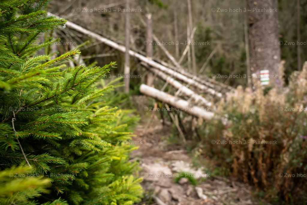 Koenigsweg_Nahe_Friensteinaufstieg_Nadelblatt_Unschaerfe | 2022-09-02_Waldbrandgebiete_2 - Realisiert mit Pictrs.com