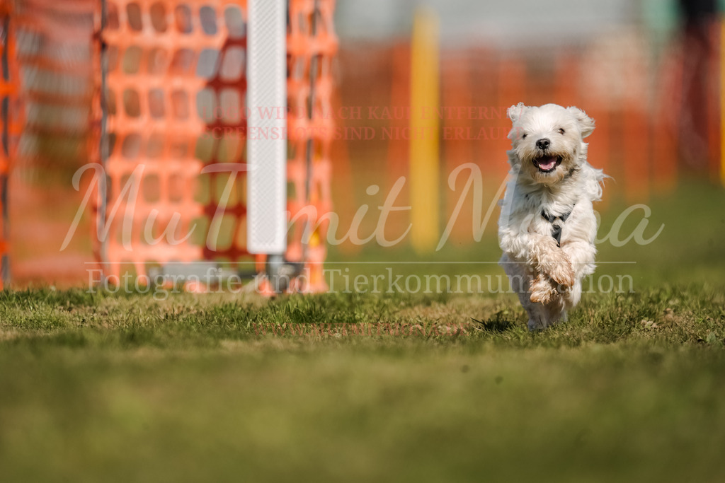 20250928_Hunderennen-619 | MuT (Mensch und Tier) mit Mona - Fotografie und Tierkommunikation - Realisiert mit Pictrs.com