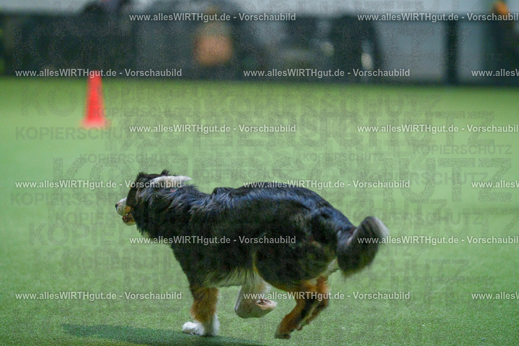 7R502005 | Professionelle Tierfotografie in Mönchengladbach von Daniel Wirth (allesWIRTHgut). Liebevolle & natürliche Bilder von Hunden & Katzen für unvergessliche Erinnerungen.