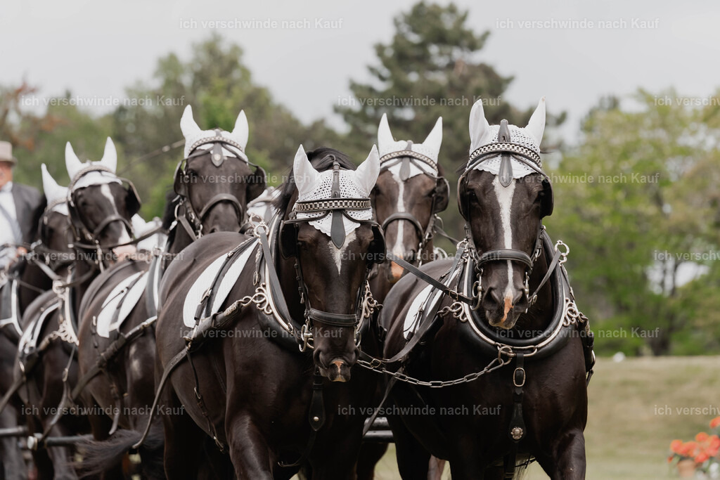 Showprogramm-148 | working equitationturnier fotograf videograf stoibphotography marixx film working equitation deutschland reitsport turnierfotografie eventfotografie equestrian events