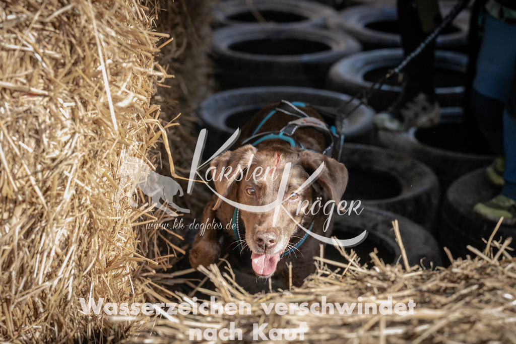 1157_ZZ93095 | kk-dogfotos