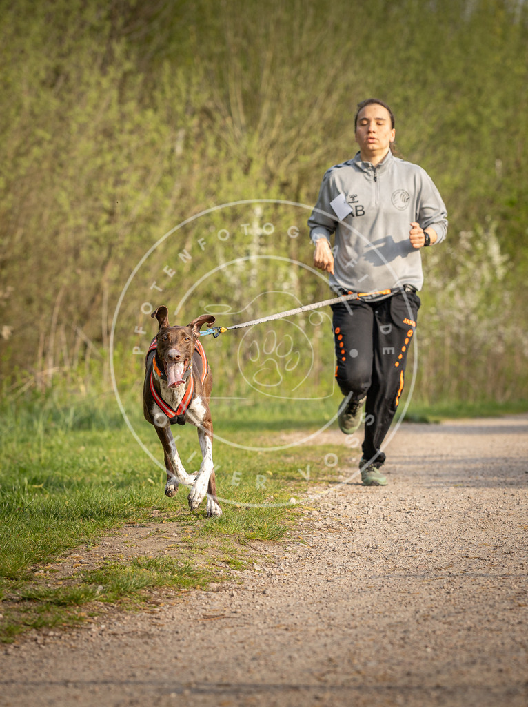 Pfotenfotografie_DV3A4511 | Hundefotografie, Tierfotograf, Pfotenfotografie, Fotoshooting Hund, Hunde Portrait, Hundesport, Hundeportraits, Heideshooting, Hunde, Sportfotograf, Hundefotograf, Turnierhundsport, THS,  - Realisiert mit Pictrs.com
