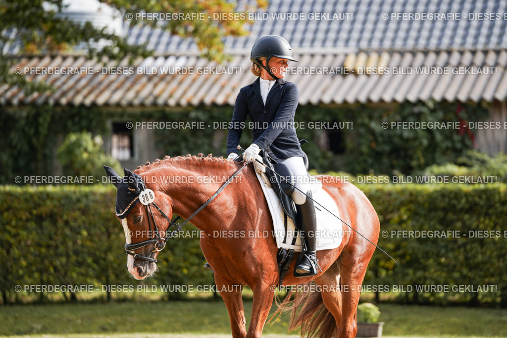 DSC05055 | Pferdegrafie