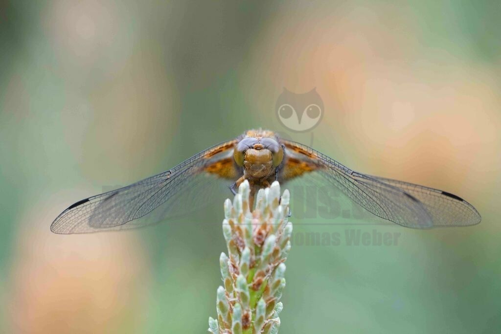20170520164219 | Der Plattbauch (Libellula depressa) ist eine Libellenart aus der Familie der Segellibellen (Libellulidae) mit einem auffällig breiten, abgeflachten, etwas plump wirkenden Körper. Reife Männchen und Weibchen sind unterschiedlich gefärbt. Die Art ist ein Pionierbesiedler vegetationsarmer, besonnter Tümpel mit lehmigen oder sandig-kiesigen Ufern. - Realisiert mit Pictrs.com