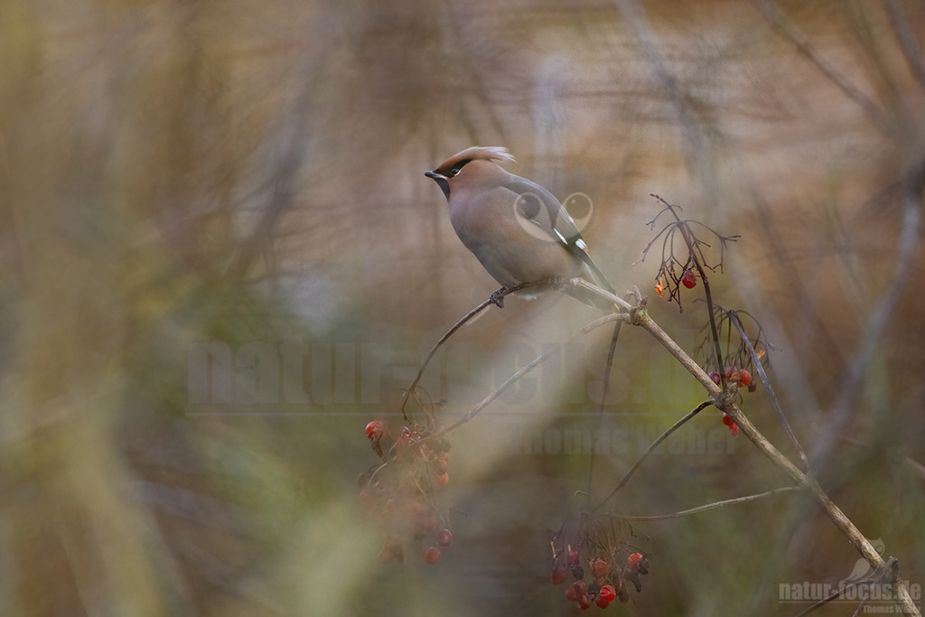 R5NF6287_20231216 | Seidenschwänze sind etwa Amsel große, kompakte Vögel mit kurzem Schnabel und Schwanz. Ihr Gefieder ist bräunlich-beige mit einem auffallend gelb-weißem Flügelmuster und einem gelben Schwanzende. Charakteristisch sind der rostbraune, spitze Federschopf am Kopf und die schwarze Augenmaske. Sein Gesang ist ein hohes, feines Sirren, wie eine kleine Klingel als Kontaktruf vor dem Abfliegen des Schwarmes, manchmal auch ein gedämpftes, quäkendes Rätschen. - Realisiert mit Pictrs.com